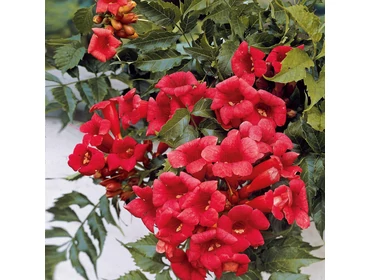 • Mediterrán növények 