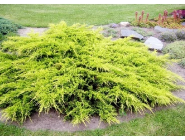 • Kúszó/ terülő növények 