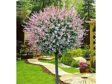 • Díszfák, egzotikumok 