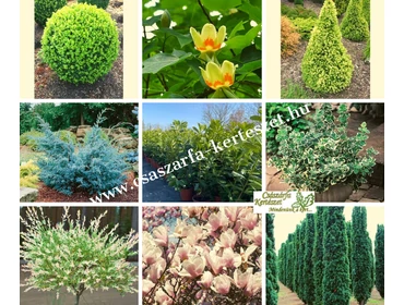  • Formára nyírt dísznövények 