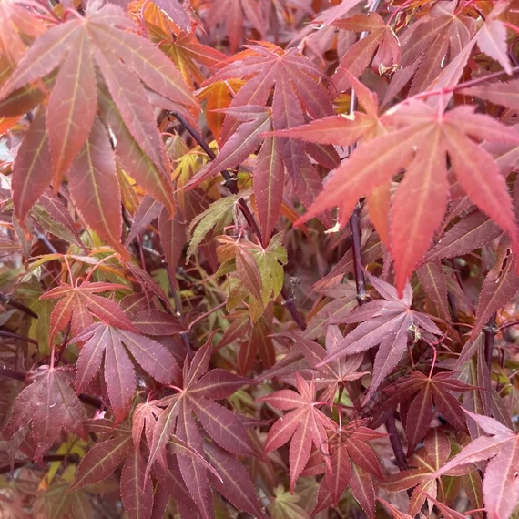 Vérbordó japán juhar 125-150cm  (Acer palmatum Atropurpureum)