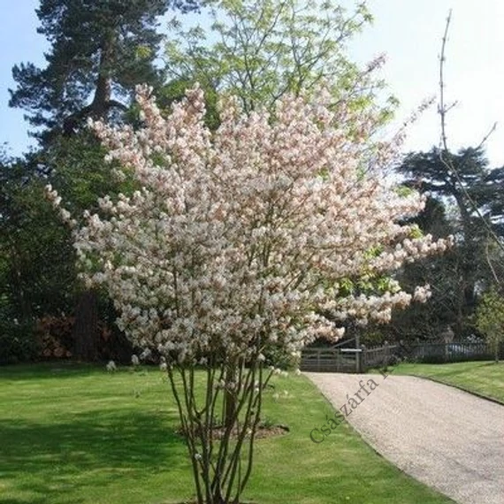 Rézvörös fanyarka vagy mézalmácska 125-150cm (Amelanchier lamarckii canadensis)