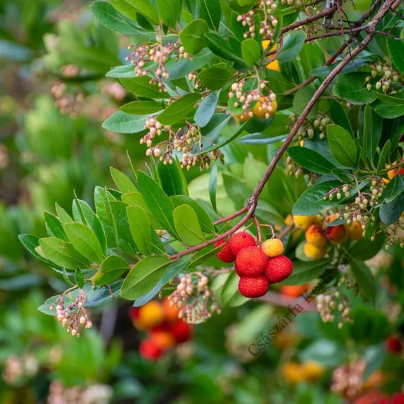 Nyugati szamócafa 60-80cm (Arbutus Unedo)