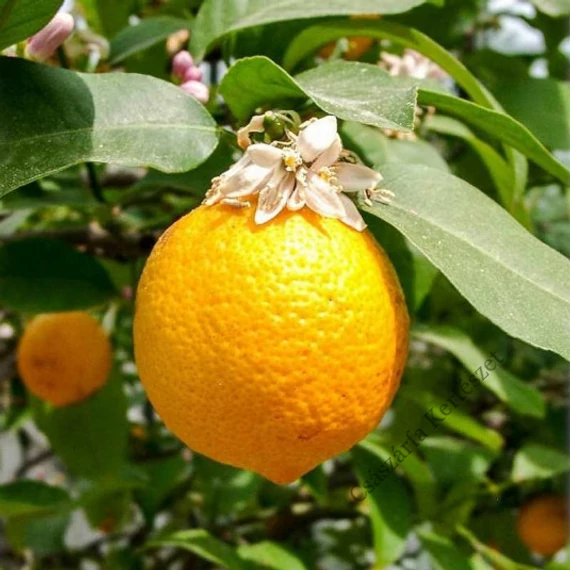 Citromfa - Citrus limonia