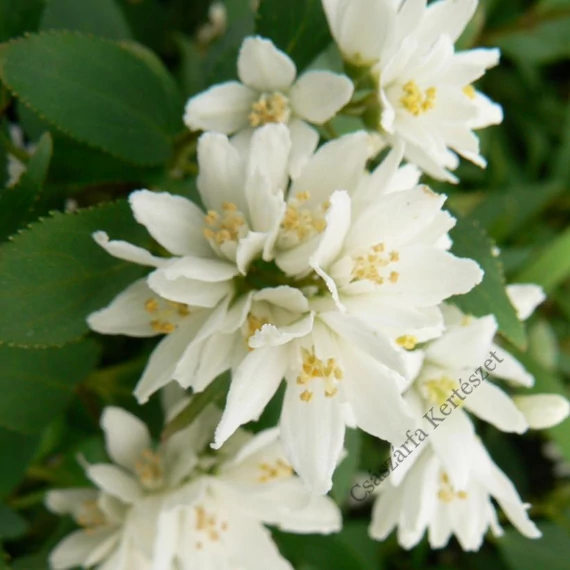 Törpe gyöngyvirágcserje 30-40 cm (DEUTZIA NIKKO)