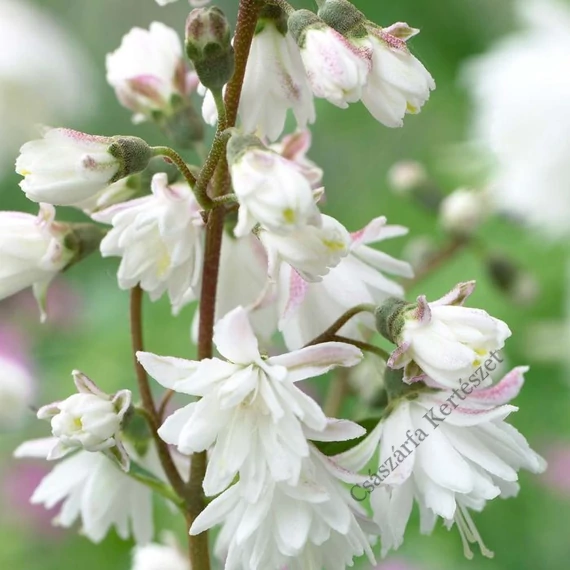 Érdeslevelű gyöngyvirágcserje 80-110 cm (DEUTZIA SCABRA "PRIDE OF ROCHESTER")