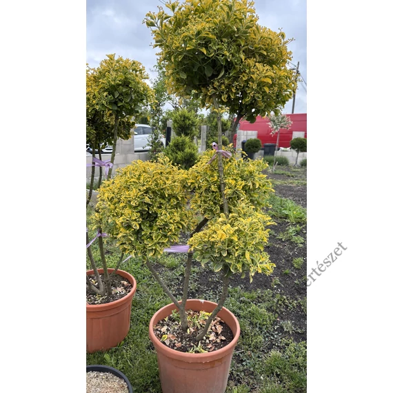 Aranytarka japán kecskerágó pom-pom 125-150 cm (EUONYMUS JAPONICUS ELEGANTIS AUREUS)