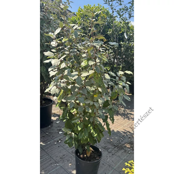 Széleslevelű Ezüstfa bokor 100-125 cm (Elaeagnus ebbingei Compacta)