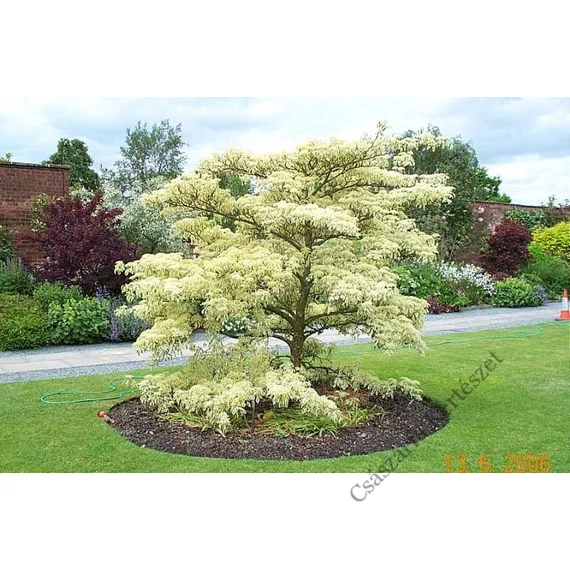 Emeletes som 80-100 cm - Cornus controversa Variegata