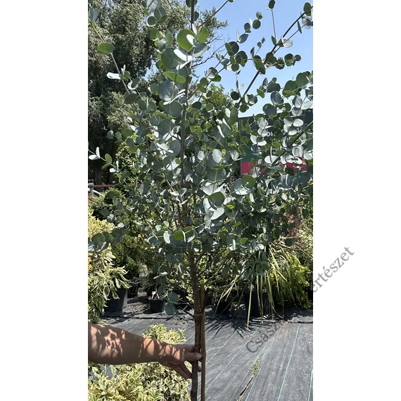 Tasmaniai havasi eukaliptusz bokor 60-80 cm