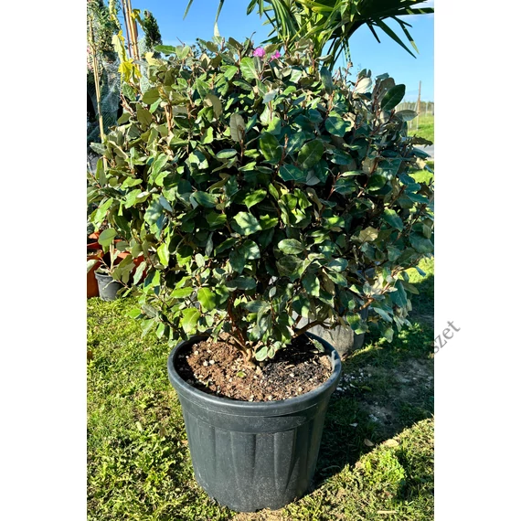 Széleslevelű Ezüstfa, kifejlett GÖMB HATALMAS bokor 70-90 cm (Elaeagnus ebbingei Compacta)