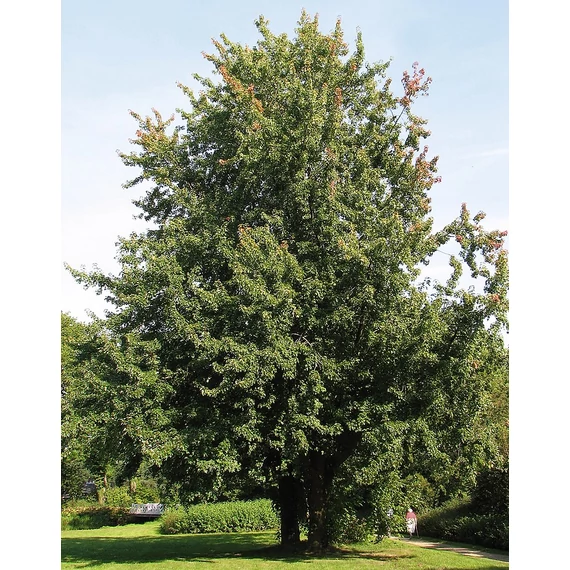 Ezüst juhar 150-200 cm (Acer saccharinum)