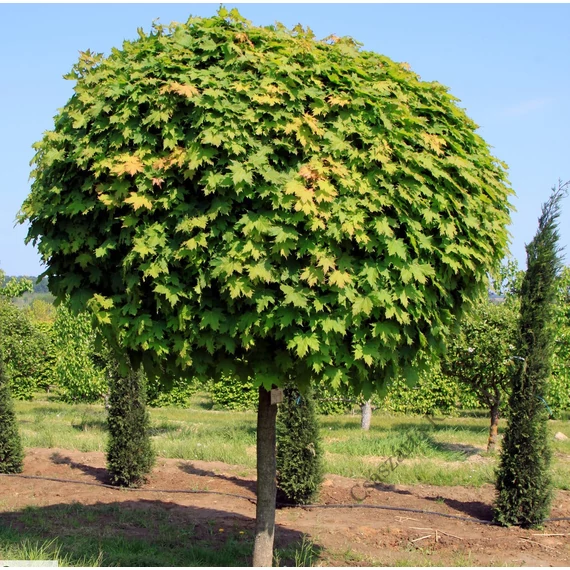 Gömb juhar 250cm+ (Acer platanoides globosum)