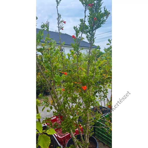 Gyümölcstermő gránátalma fa 175-200 cm (Punica granatum Melograno)