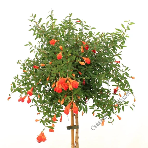Gyümölcstermő gránátalma törzses 140-160 cm (Punica granatum Melograno)