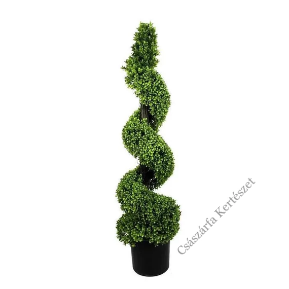 Csipkéslevelű magyal 90-100cm - Ilex Crenata spiral