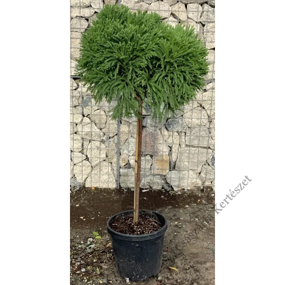 Japánciprus szugifenyő törzsre nyírt 90 cm (Cryptomeria japonica stem)