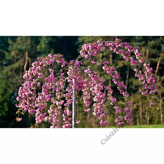 Japán csüngő díszcseresznye 140-160cm (Prunus serrulata Kiku-shidare-sakura)