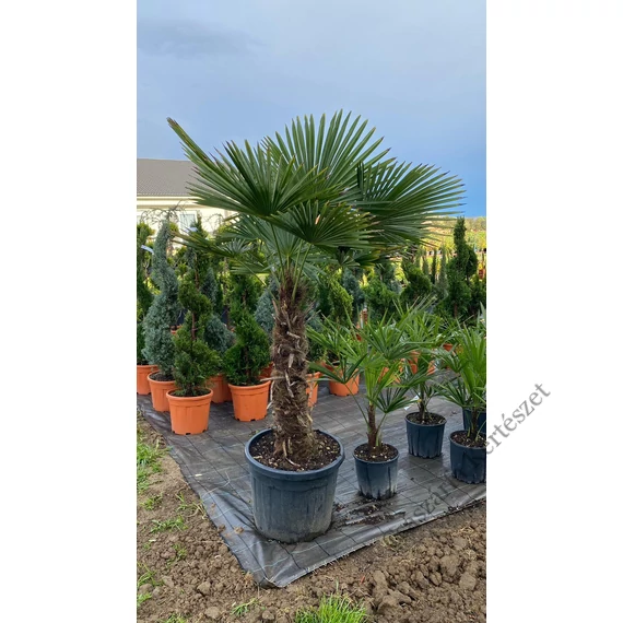 Kínai kenderpálma 150-160 cm (Trachycarpus fortunei)