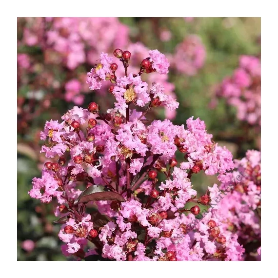 Kínai selyemmirtusz 60-100 cm CSERJE Rózsaszín virágú (Lagerstroemia indica)