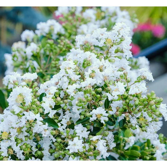 Kínai selyemmirtusz 60-100 cm Fehér virágú (Lagerstroemia indica)