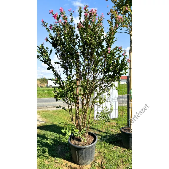 Kínai selyemmirtusz 180-200cm kifejlett bokor (Lagerstroemia indica)