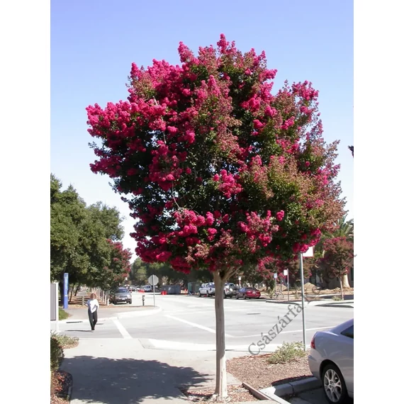 Kínai selyemmirtusz 300cm (Lagerstroemia indica)