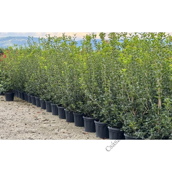 Osmanthus aquifolium