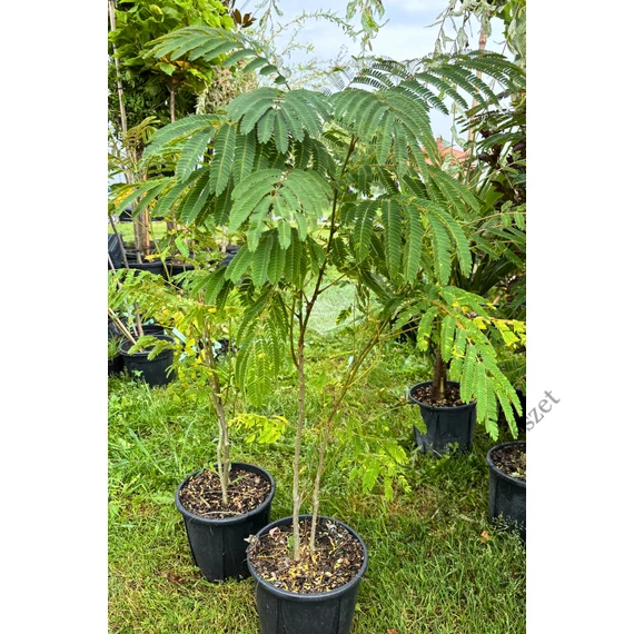 Selyemakác kifejlett 100-125cm (Albizia julibrissin)