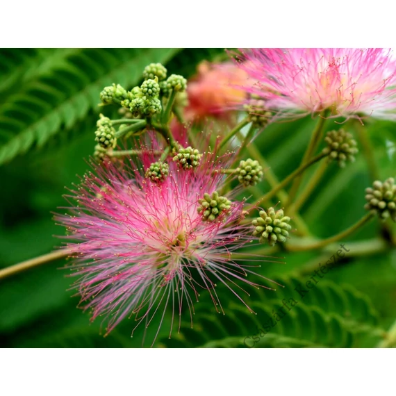 Selyemakác bokor 150-200cm (Albizia julibrissin)