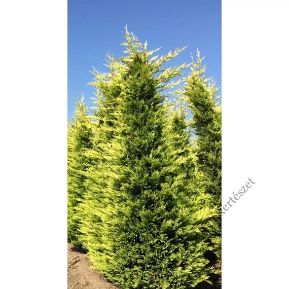 Aranysárga Leylandi ciprus 30-40 cm (CUPRESSOCYPARIS LEYLANDII GOLD RIDER)