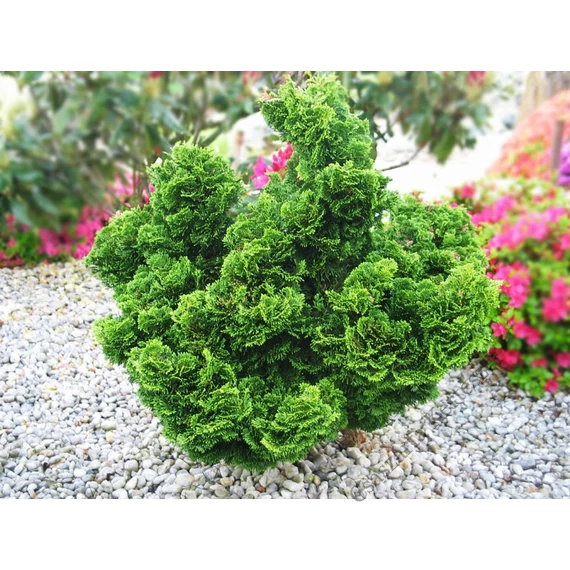 Hinoki japán hamisciprus KIFEJLETT 40-60 cm (Chamaecyparis obtusa Nana 'Gracilis' )
