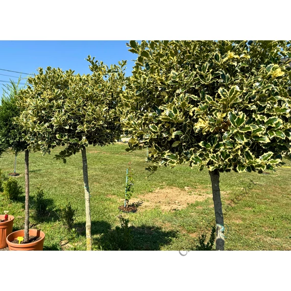 Tarkalevelű magyal hatalmas lombkoronával - Ilex aquifolium Argenteomarginata