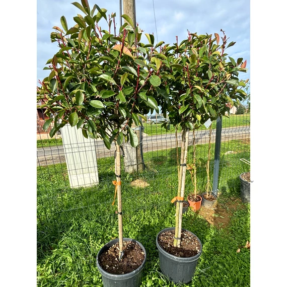 Törzses korallberkenye 130-150 cm (PHOTINIA RED ROBIN)