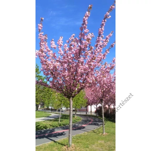 Japán díszcseresznye 300cm+ (PRUNUS SERRULATA 'KANZAN')