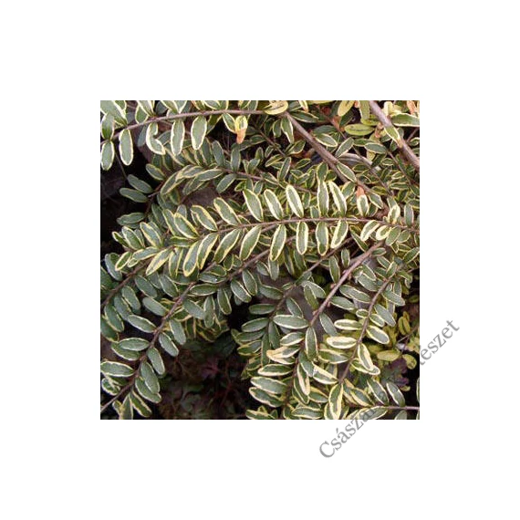 Tarka terülő mirtuszlonc 20-30 cm (Lonicera nitida 'Variegata')