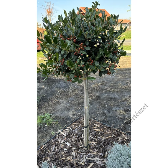 Törzses magyal 150-170cm, lombkorona D40 (Ilex mutchagara Nellie R Stevens)