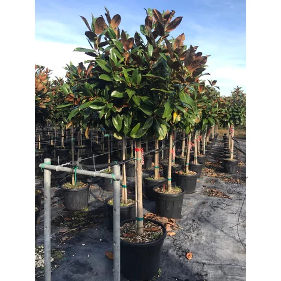 Örökzöld magnólia törzses 150cm törzsmagasság - magnolia grandiflora gallisoniensis