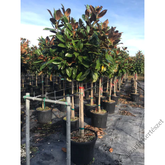Örökzöld magnólia törzses 90cm - magnolia grandiflora gallisoniensis