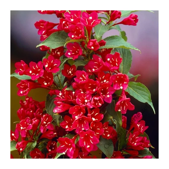 Piros virágú rózsalonc 30-40 cm (WEIGELA FLORIDA "RED PRINCE")