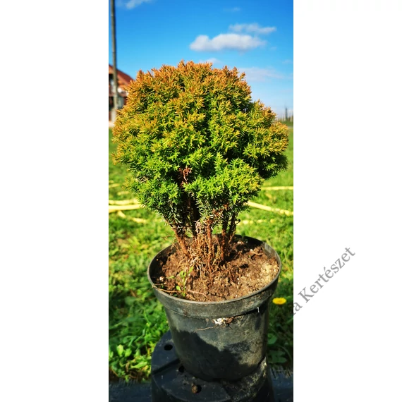 Thuja occ teddy gold