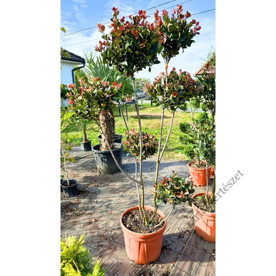 Korallberkenye pom pon formára nyírva 160-180cm EXKLUZÍV (Photinia Red Robin rouge)