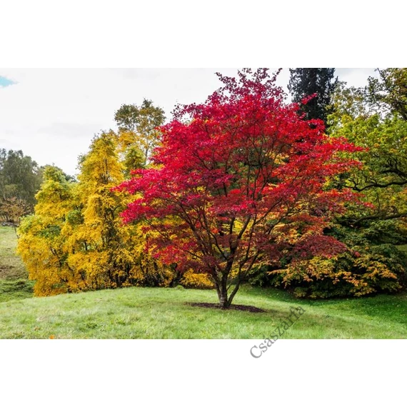 Vöröslevelű japán juhar 80-100 cm - Acer palmatum