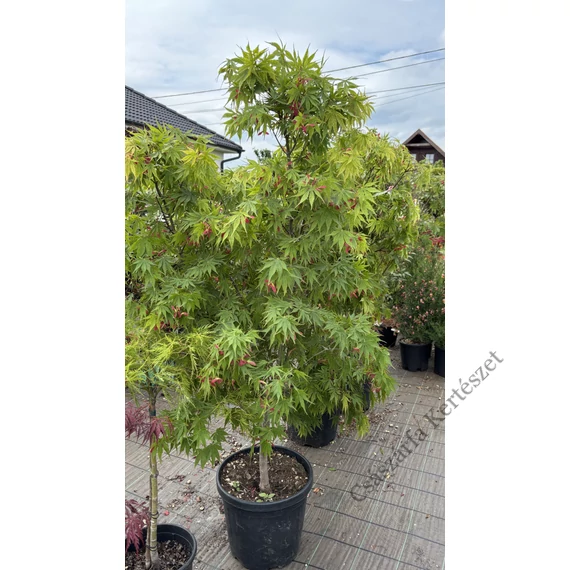 Zöld levelű japán juhar 180-200 cm (Acer palmatum 'Sango Kaku')