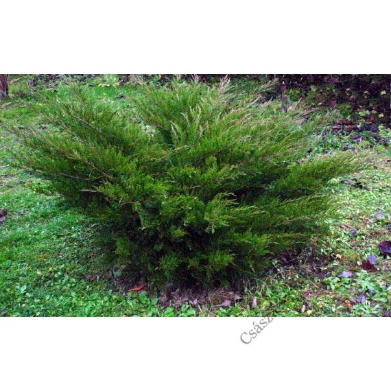 Zöld terülő boróka 40-60cm (Juniperus chinesis mint julep)