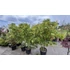 Kép 5/5 - Zöld levelű japán juhar 180-200 cm (Acer palmatum 'Sango Kaku')