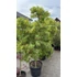 Kép 2/5 - Zöld levelű japán juhar 180-200 cm (Acer palmatum 'Sango Kaku')