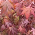 Kép 1/3 - Vérbordó japán juhar 125-150cm  (Acer palmatum Atropurpureum)