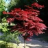 Kép 3/3 - Vérbordó japán juhar 125-150cm  (Acer palmatum Atropurpureum)
