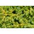 Kép 6/7 - Aranylombú kínai kúszó boróka 20-35 cm (JUNIPERUS CHINENSIS 'GOLD STAR')